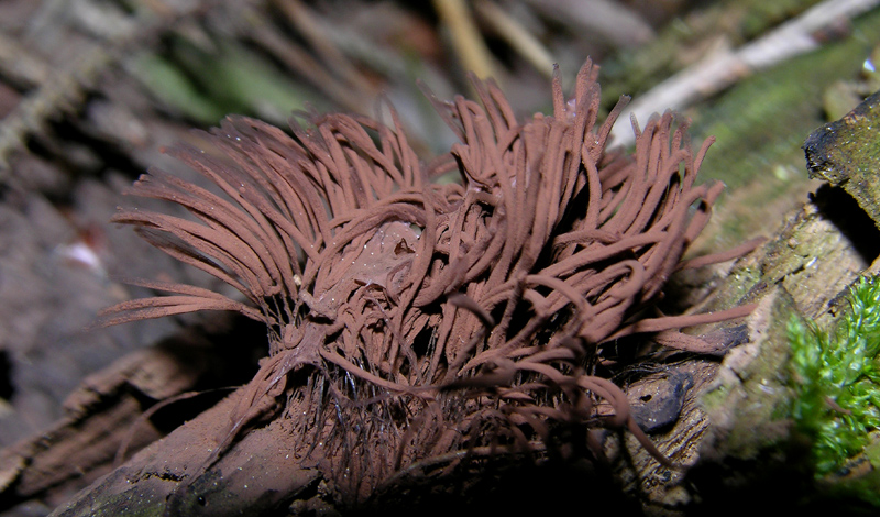 Stemonitis sp.